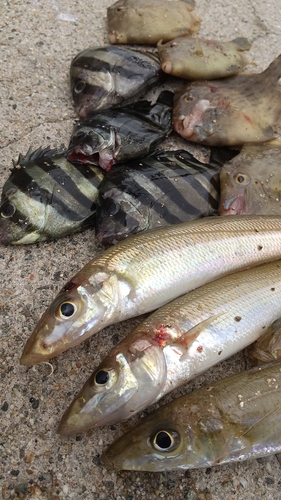 キスの釣果