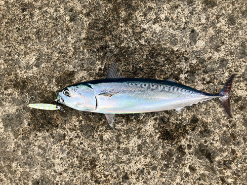 マルソウダの釣果