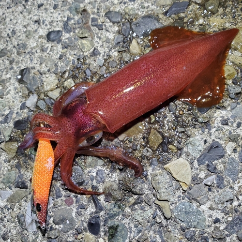 ケンサキイカの釣果