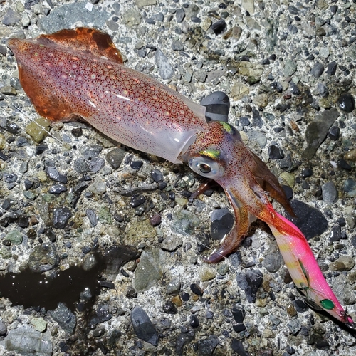 ケンサキイカの釣果