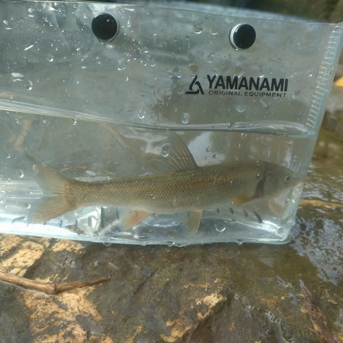 ウグイの釣果