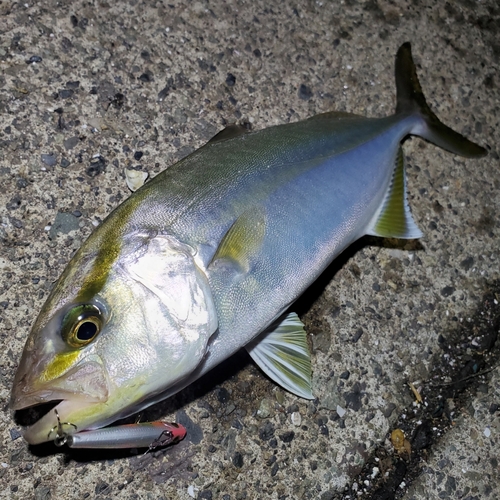 ショゴの釣果