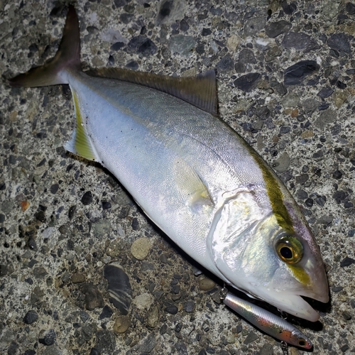 ショゴの釣果