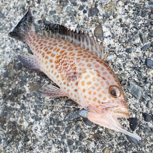 オオモンハタの釣果