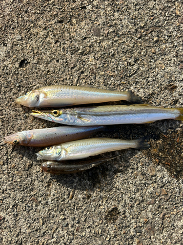 キスの釣果