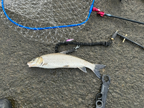 ニゴイの釣果