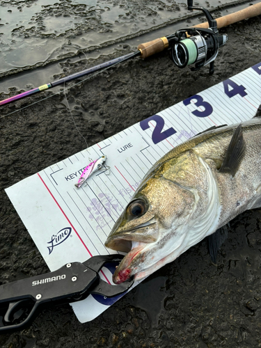 シーバスの釣果