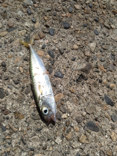 サバの釣果