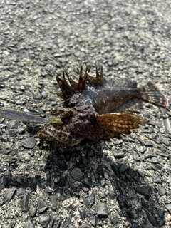 オニオコゼの釣果