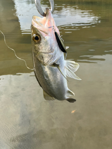 セイゴ（マルスズキ）の釣果