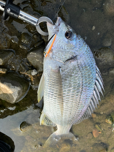 キビレの釣果