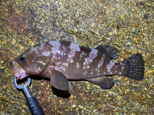 アコウの釣果