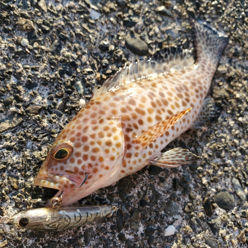 オオモンハタの釣果