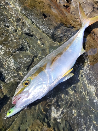 ヒラマサの釣果