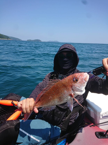 タイの釣果