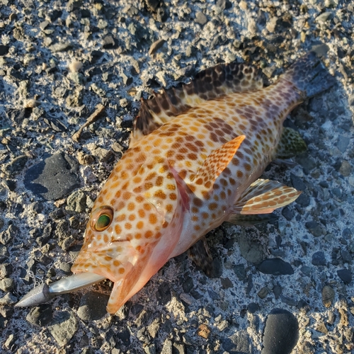 オオモンハタの釣果