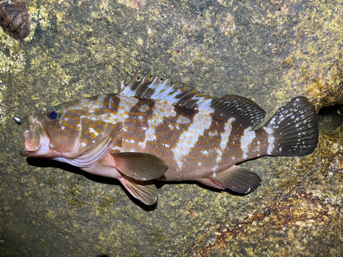 アコウの釣果