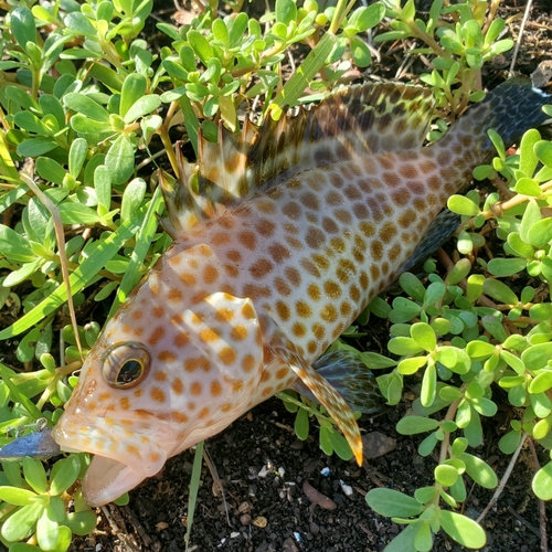 オオモンハタの釣果