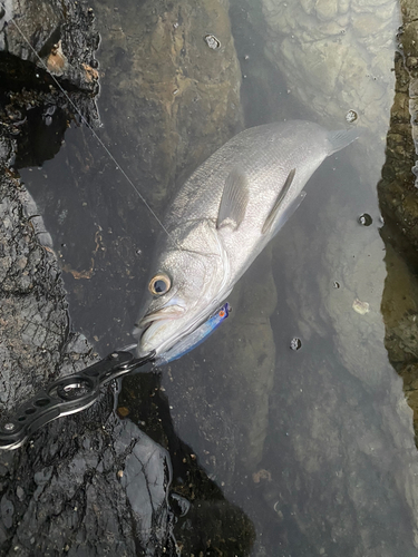 ヒラスズキの釣果