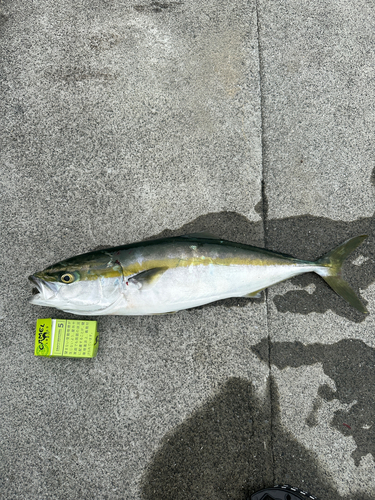 イナダの釣果