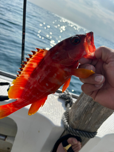 アカハタの釣果