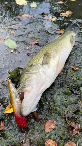 ブラックバスの釣果