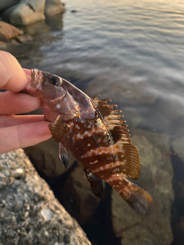 アコウの釣果