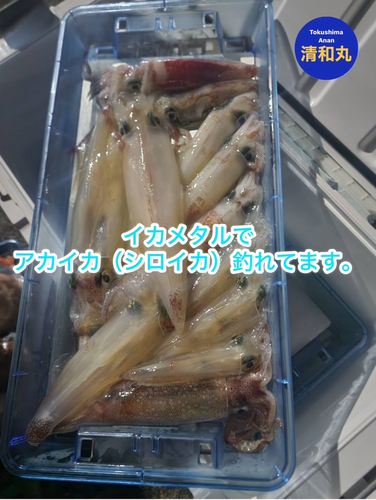 ケンサキイカの釣果