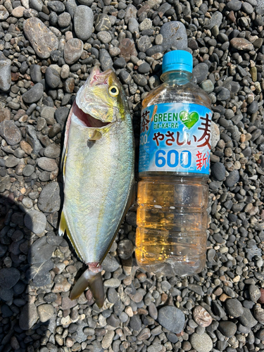 シオの釣果