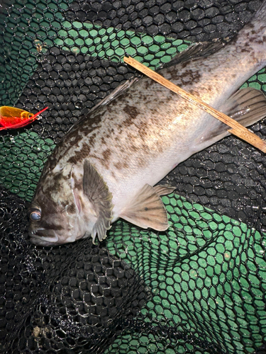 クロソイの釣果