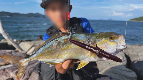 カンパチの釣果