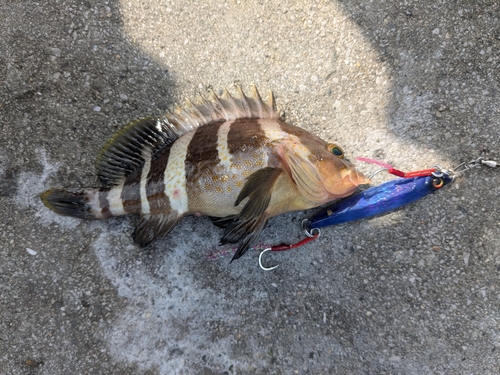 アオハタの釣果