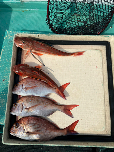 マダイの釣果