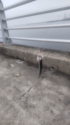 カタクチイワシの釣果