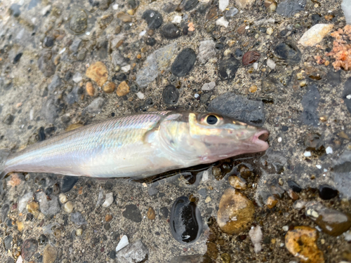 キスの釣果