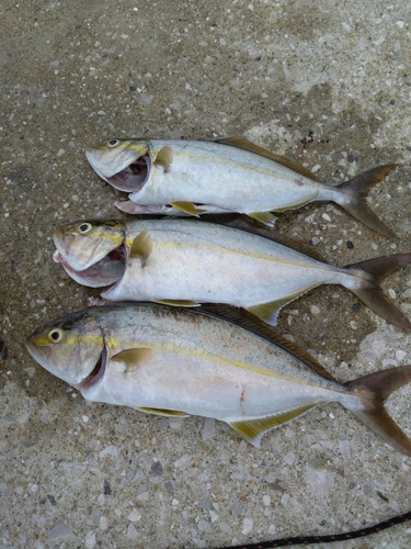 ネリゴの釣果