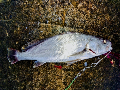 ニベの釣果