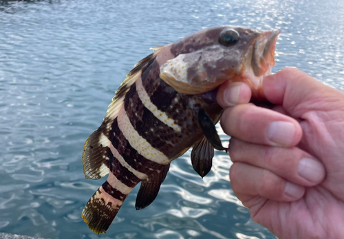 アオハタの釣果