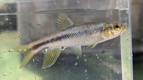 カワムツの釣果