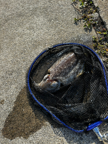 モンゴウイカの釣果