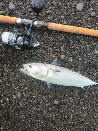 マルソウダの釣果