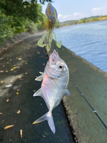 メッキの釣果