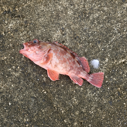 カサゴの釣果