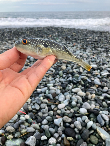 クサフグの釣果