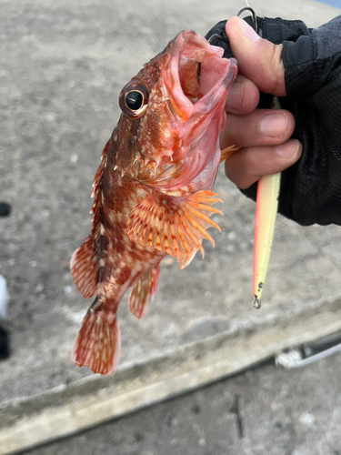 カサゴの釣果