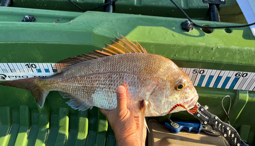 タイの釣果