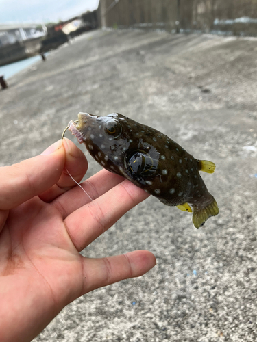 サザナミフグの釣果