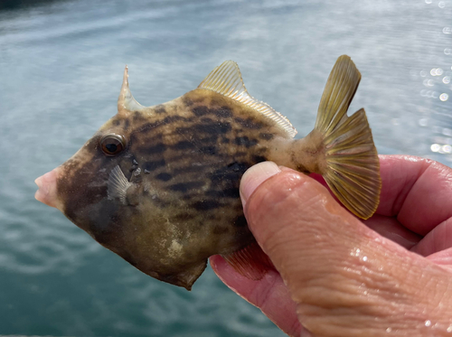 カワハギの釣果