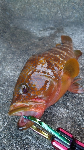 キジハタの釣果