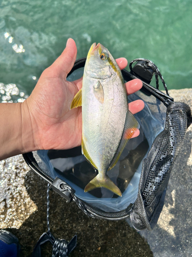 ショゴの釣果